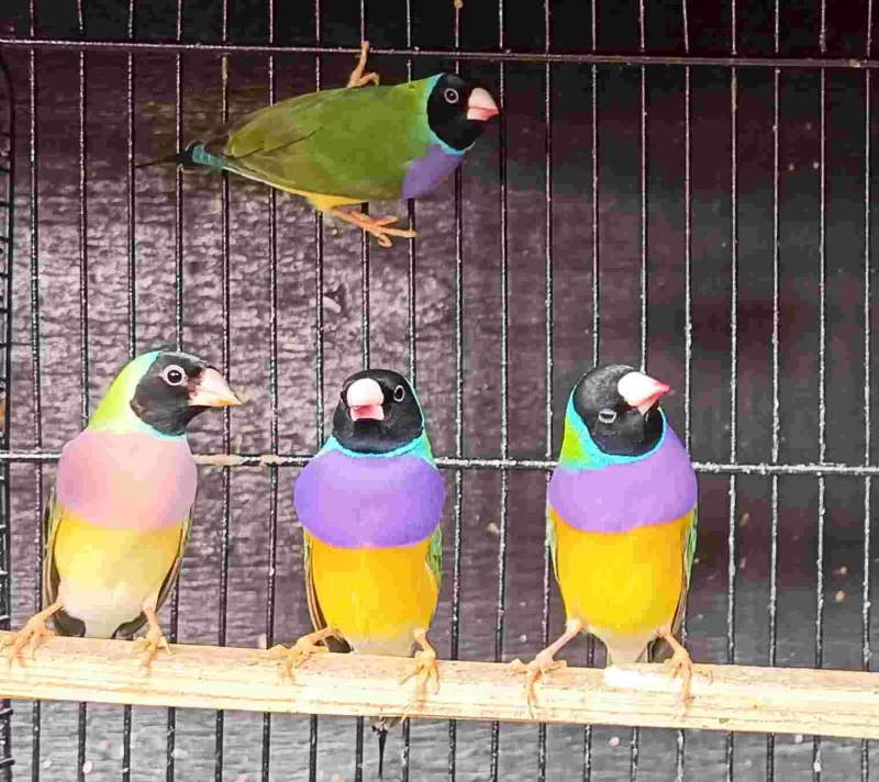 Four colourful Gouldian finches perched on a wooden dowel