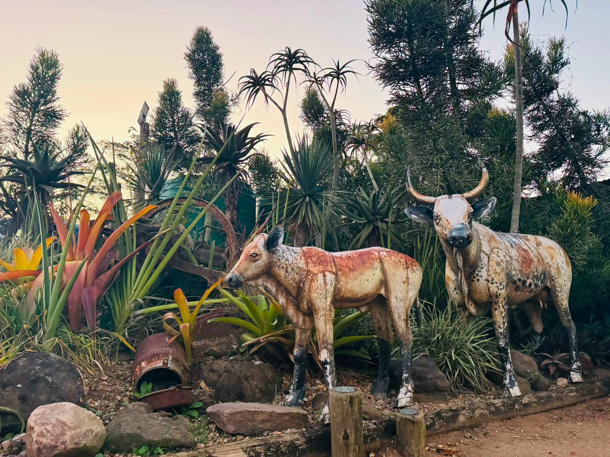 Rustic metal cow sculptures among aloes and tropical plants