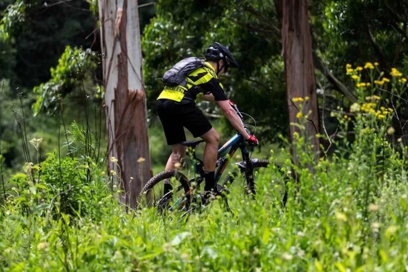 Mountain biker riding through tall grass on a forest trail